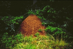 img0005