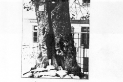 histimg030