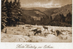 harz077