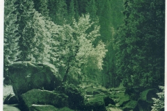 hzgrn017