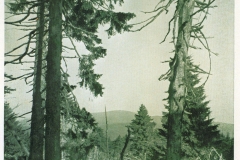 hzgrn049