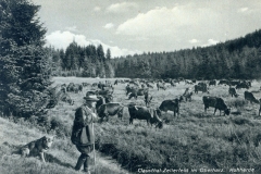 histimg065